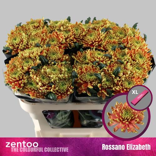 Chrysanthemum (Indicum Grp) geplozen Rossano Elizabeth