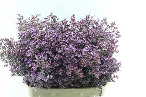 Limonium Safora Pink Sky