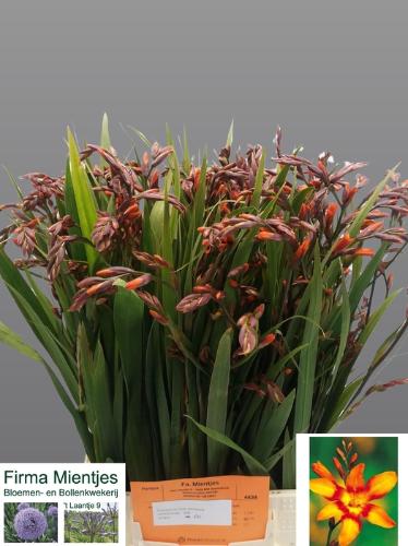 Crocosmia 'Emily Mckenzie'