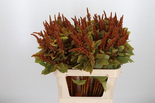 Amaranthus cruentus 'Hot Biscuits'