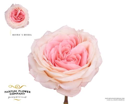 Rosa grootbloemig overig