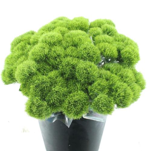 Dianthus barbatus Kiwi Mellow