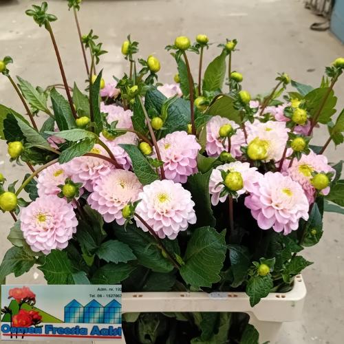 Dahlia Ball Grp 'Wizard of Oz'