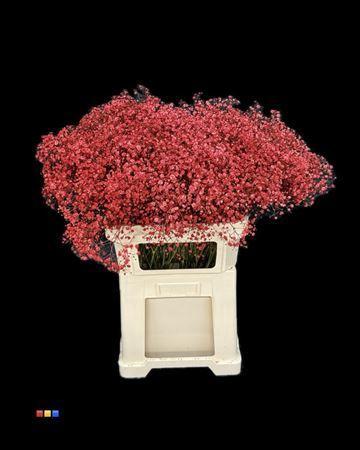 Gypsophila overig kleurbehandeld H%