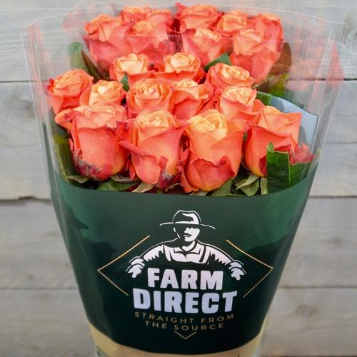 Rosa grootbloemig Orange Crush