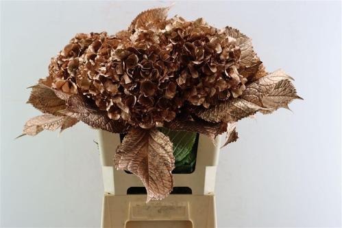 Hydrangea overig kleurbehandeld H%