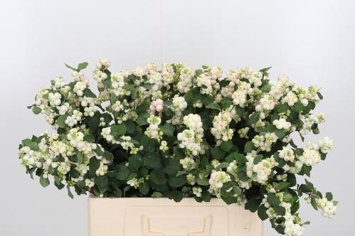 Symphoricarpos Magical Autumn Blush