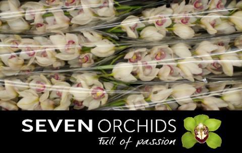 Cymbidium grootbloemig per tak 'Time Out'