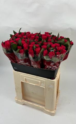 Rosa grootbloemig Tacazzi+