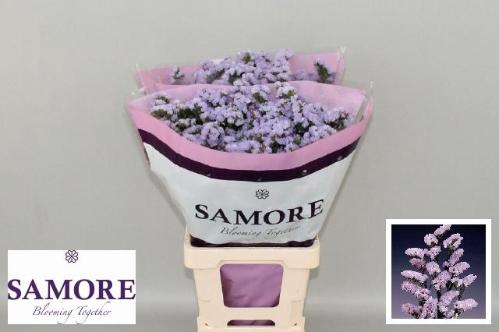 Limonium sinuatum Donau Birds