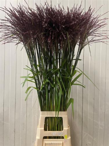 Miscanthus sinensis 'Subrosa'