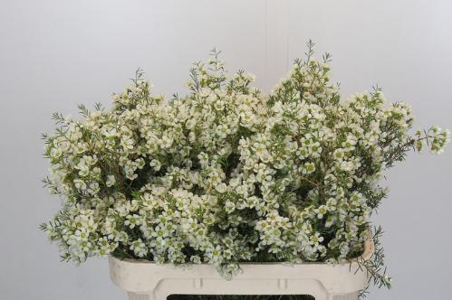 Chamelaucium 'Ivory Pearl'
