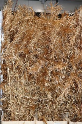 Decoratiegroen kleurbehandeld per bos H%