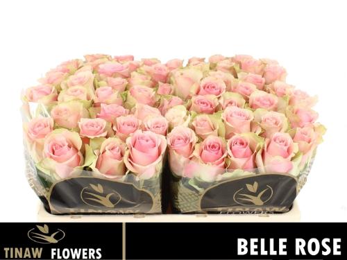 Rosa grootbloemig Belle Rose