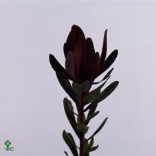 Leucadendron 'Safari Sunset'