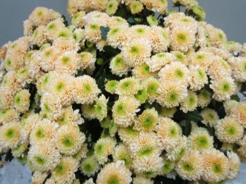 Chrysanthemum Indicum Grp tros santini kleurbehandeld H%