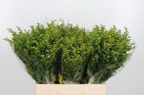Solidago Carzan Glory