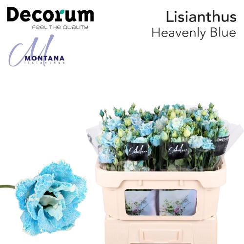 Eustoma russellianum gevuldbloemig overig