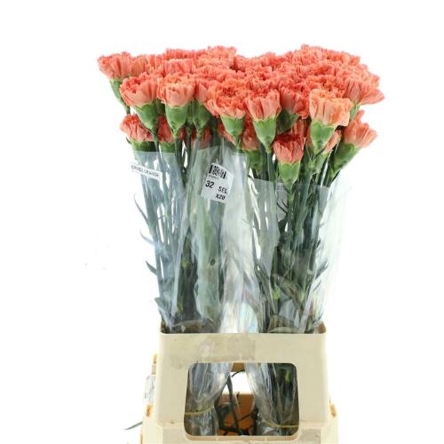Dianthus standaard Hermes Orange