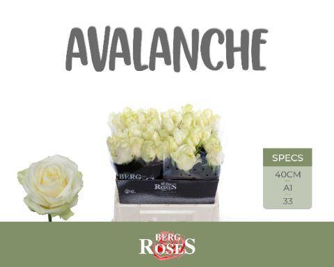 Rosa grootbloemig Avalanche+