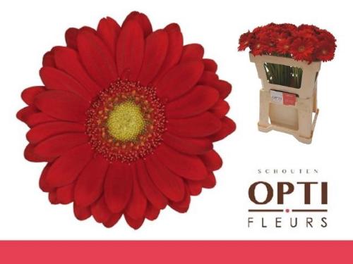 Gerbera mini Lipstick