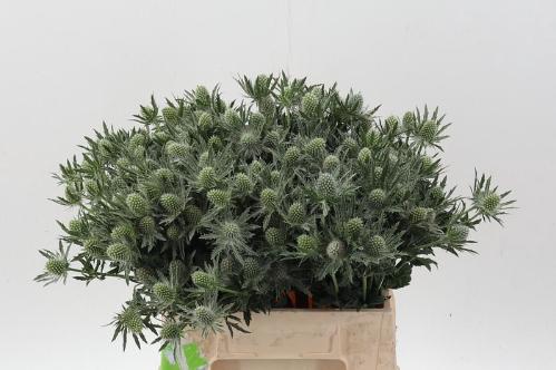 Eryngium Sirius Questar