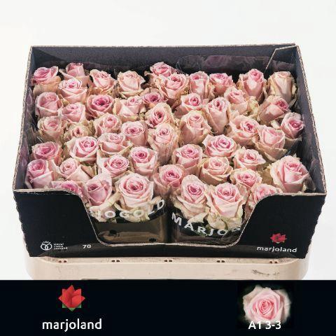 Rosa grootbloemig Sweet Dolomiti