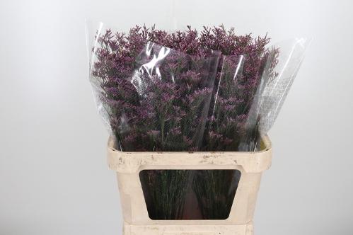 Limonium Safora Pink Sky