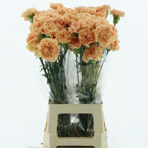 Dianthus standaard 'Caroline Gold'