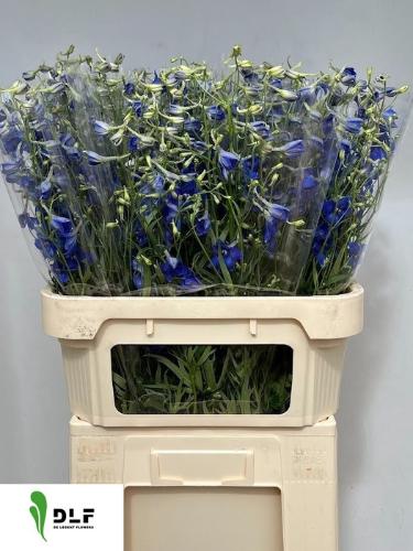 Delphinium Belladonna Grp enkelbloemig 'Volkerfrieden'