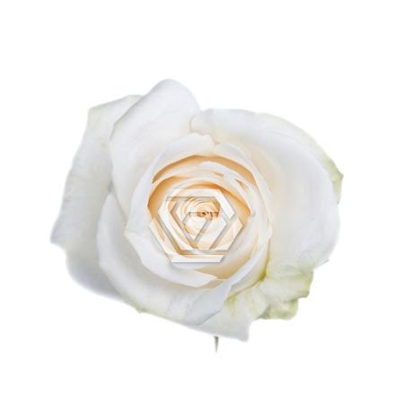 Rosa grootbloemig Vendela