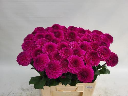 Dahlia Ball Grp 'Purple Fox'