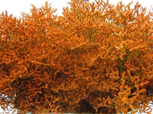 Limonium overig kleurbehandeld H%