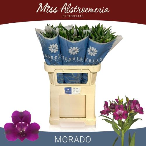 Alstroemeria Morado