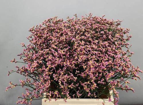 Limonium sinensis Anouchka Diamond
