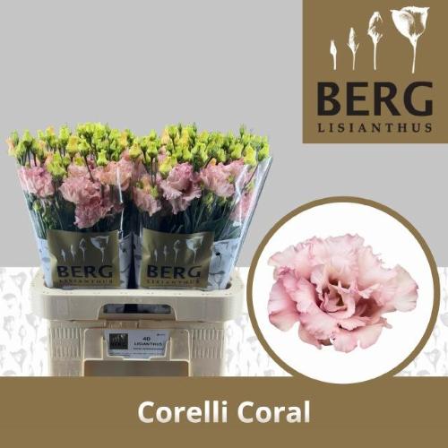 Eustoma russellianum gevuldbloemig 'Corelli Coral'