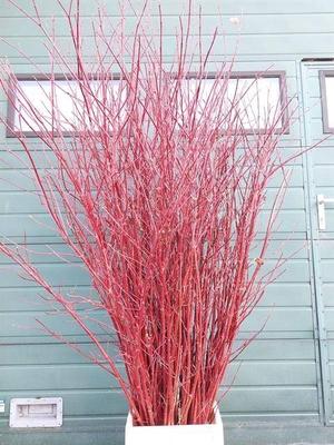 Cornus alba 'Sibirica'