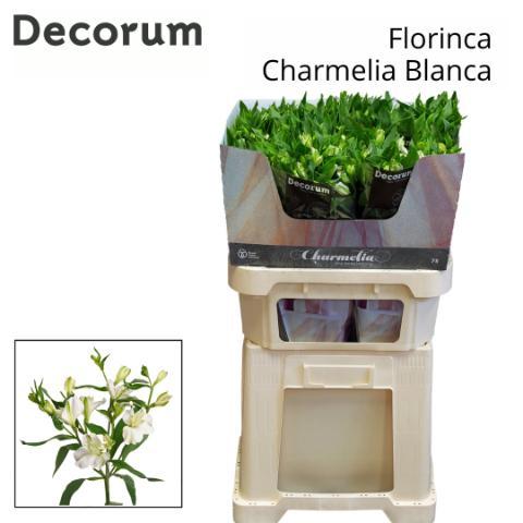 Alstroemeria florinca Charmelia Blanca