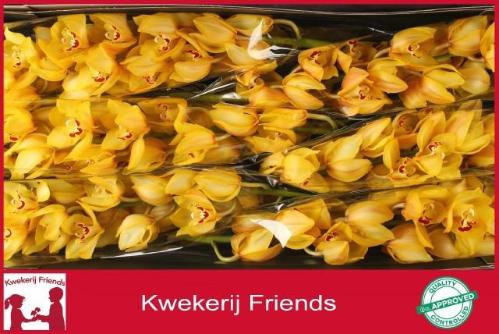 Cymbidium grootbloemig 'Yellow King'