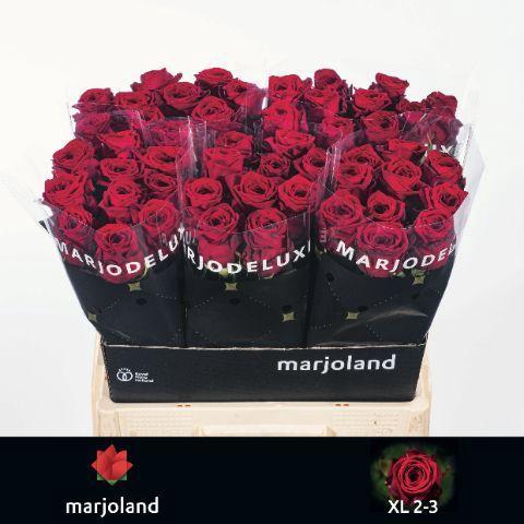 Rosa grootbloemig Red Naomi!