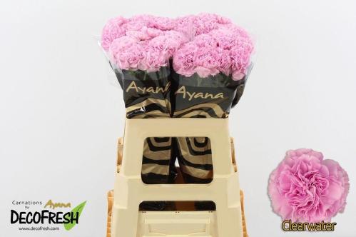 Dianthus standaard Clearwater