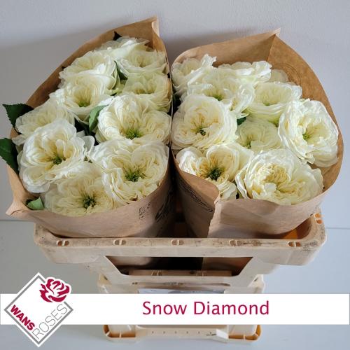 Rosa grootbloemig Snow Diamond