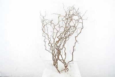 Corylus avellana 'Contorta'