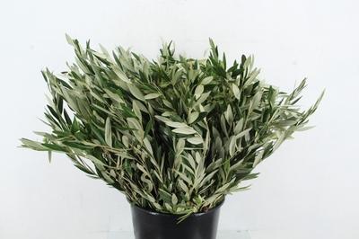 Olea europaea per bos