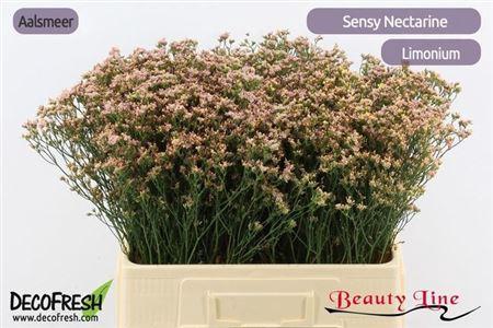 Limonium sinense Sensy Nectarine