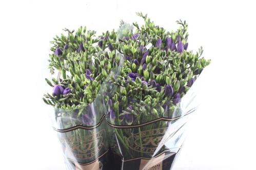 Freesia enkelbloemig 'Delta River'