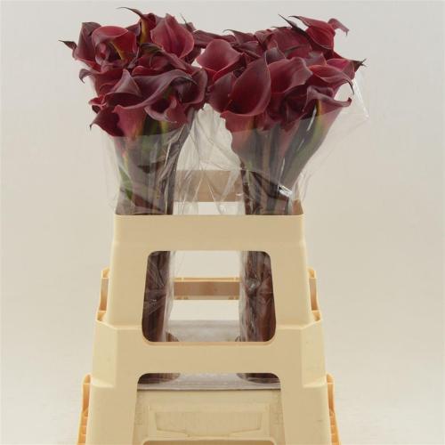 Zantedeschia 'Red Charm'