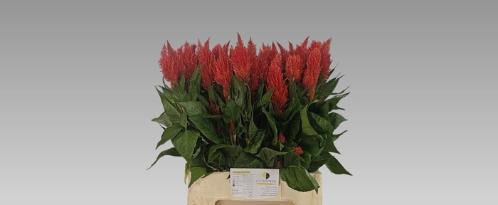 Celosia Plumosa Grp 'Kim Oranje'