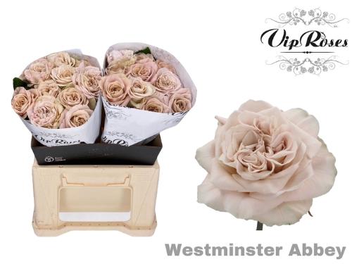 Rosa grootbloemig Westminster Abbey!