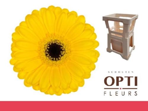 Gerbera mini 'Pacman'